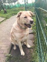 ASKO, Hund, Labrador-Eurasier-Mix in Großröhrsdorf