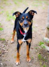 FORTU, Hund, Mischlingshund in Emmendingen