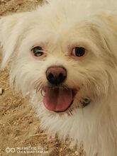 SUSY, Hund, Mischlingshund in Kitzingen