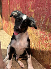 TOBY, Hund, Mischlingshund in Rumänien