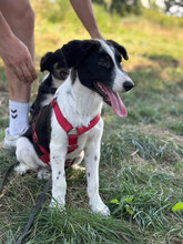 KENNY, Hund, Mischlingshund in Rumänien