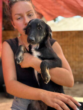 SKYE, Hund, Mischlingshund in Rumänien