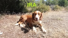 IRA, Hund, Mischlingshund in Griechenland
