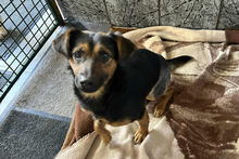 AVERNA, Hund, Mischlingshund in Kroatien