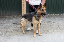 LEDI6, Hund, Deutscher Schäferhund-Mix in Ungarn