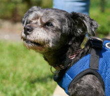 SNOOPYLEIN, Hund, Bolonka Zwetna in Lauf