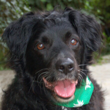 WILLIAM, Hund, Mischlingshund in Lauf