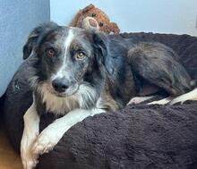 PAUL, Hund, Border Collie in München