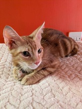 RUFIN, Katze, Europäisch Kurzhaar in Zypern