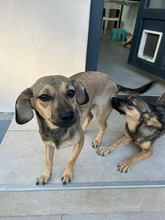 RITA, Hund, Mischlingshund in Brühl