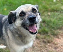 JAMIE, Hund, Mischlingshund in Aerzen