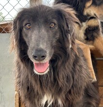 MALTE, Hund, Mischlingshund in Rumänien