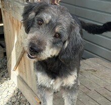 LISSY, Hund, Mischlingshund in Rumänien