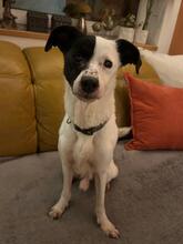 NAHUEL, Hund, Bodeguero Andaluz-Mix in Lichtenau