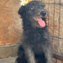 KURO, Hund, Mischlingshund in Dresden