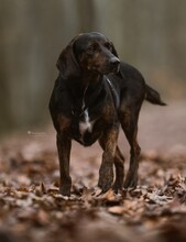 BRUNA, Hund, Deutsche Bracke-Mix in Erkrath