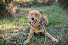 WOODY, Hund, Mischlingshund in Kroatien