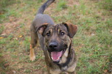 DOBBY, Hund, Mischlingshund in Kroatien
