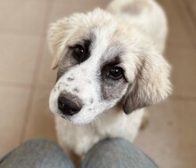 JULIE, Hund, Mischlingshund in Rumänien