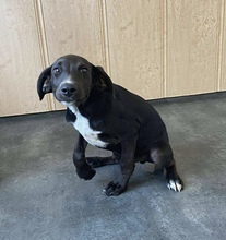 VIHAR, Hund, Mischlingshund in Ungarn