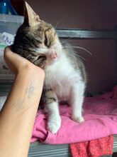 HARRY, Katze, Hauskatze in Rumänien