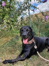 BERG, Hund, Mischlingshund in Griechenland