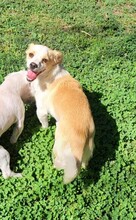 MANUEL, Hund, Mischlingshund in Rumänien