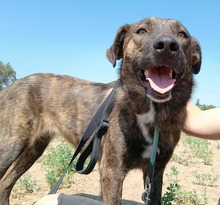 SALLI, Hund, Mischlingshund in Griechenland