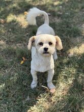 MAYA, Hund, Mischlingshund in Hamburg