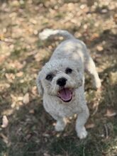 PUFI, Hund, Mischlingshund in Rumänien