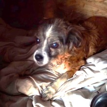 SOUL, Hund, Mischlingshund in Rumänien