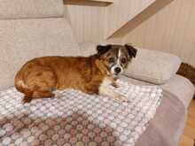 SOUL, Hund, Mischlingshund in Kerpen