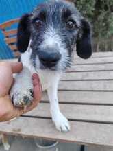 NINA, Hund, Mischlingshund in Ungarn