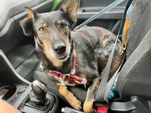 REMI, Hund, Mischlingshund in Wismar