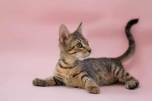 SAMI, Katze, Europäisch Kurzhaar in Griechenland