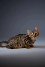 SASKIA, Katze, Europäisch Kurzhaar in Griechenland