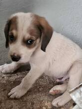 YACCO, Hund, Mischlingshund in Griechenland