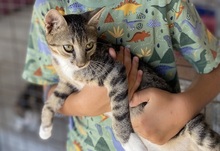 TAKU, Katze, Europäisch Kurzhaar in Griechenland