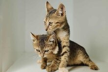 TIKU, Katze, Europäisch Kurzhaar in Griechenland