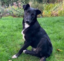 HANNA, Hund, Mischlingshund in Hamburg