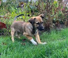 ADI, Hund, Mischlingshund in Hamburg