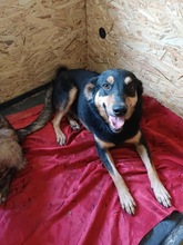 PAULCHEN, Hund, Mischlingshund in Rumänien