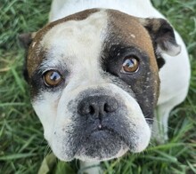 MORIS, Hund, Englische Bulldogge-Französische Bulldogge-Mix in Ungarn