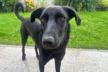 ELEKTRA, Hund, Mischlingshund in Niederaichbach