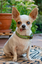 KEFIR, Hund, Chihuahua in Planegg