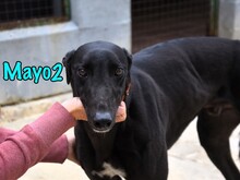 MAYO2, Hund, Greyhound in Spanien