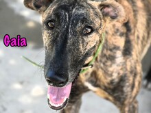 GAIA, Hund, Galgo Español in Spanien
