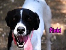 PINKI, Hund, Bodeguero-Mix in Spanien