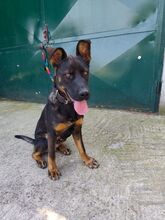 MONTY, Hund, Deutscher Schäferhund-Mix in Slowakische Republik