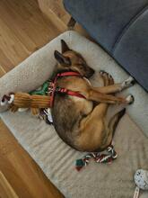 FRENKI, Hund, Mischlingshund in Weyerbusch